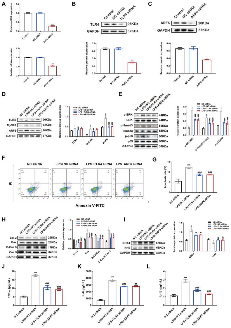 https://cdn.ncbi.nlm.nih.gov/pmc/blobs/ee83/10620832/bf155c5a7bdf/ijbsv19p5055g009.jpg