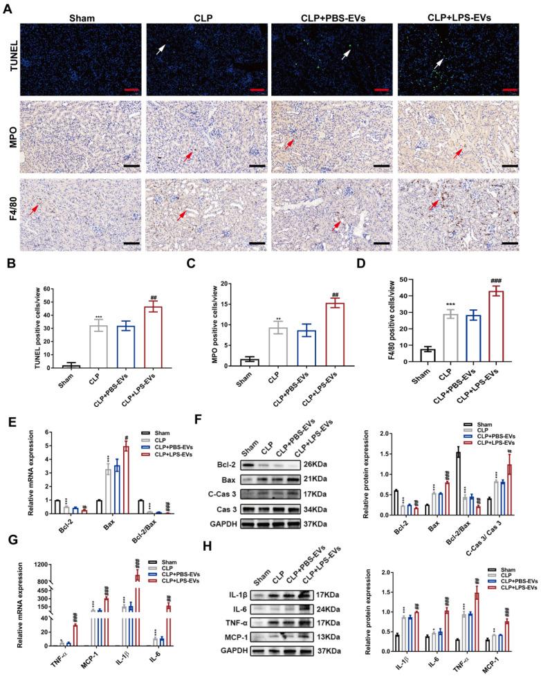 https://cdn.ncbi.nlm.nih.gov/pmc/blobs/ee83/10620832/cf5e5d2e252d/ijbsv19p5055g004.jpg