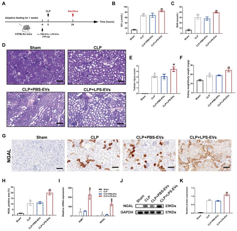 https://cdn.ncbi.nlm.nih.gov/pmc/blobs/ee83/10620832/f492f7589783/ijbsv19p5055g003.jpg
