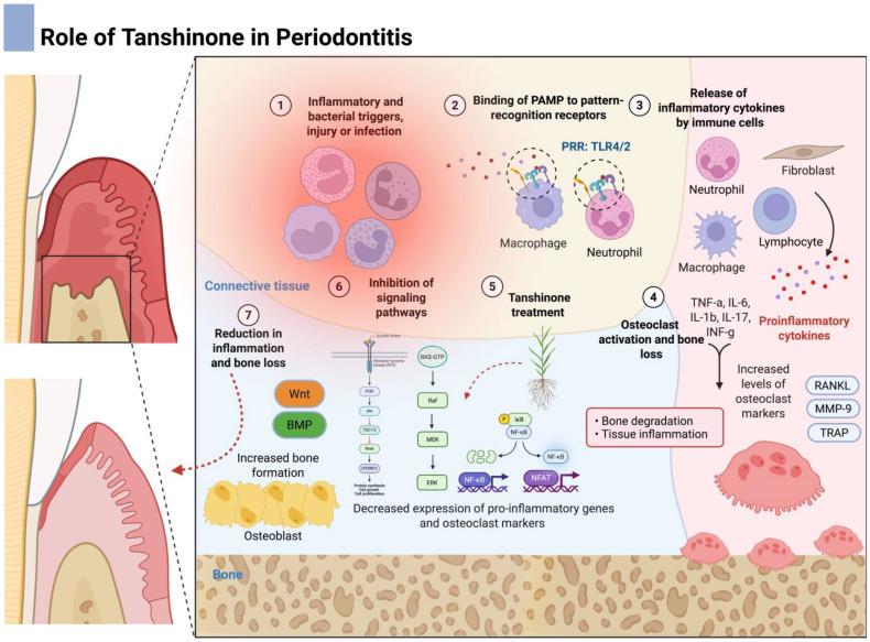 https://cdn.ncbi.nlm.nih.gov/pmc/blobs/ee84/12293886/de79425df3fb/dentistry-13-00309-g006.jpg