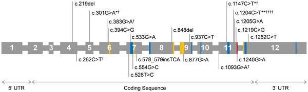 https://cdn.ncbi.nlm.nih.gov/pmc/blobs/ee88/11833452/3b1ba7533b35/BRB3-15-e70281-g004.jpg