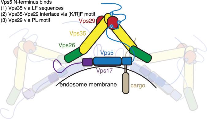 https://cdn.ncbi.nlm.nih.gov/pmc/blobs/ee8b/12000511/88a855bcde8a/41467_2025_58846_Fig8_HTML.jpg