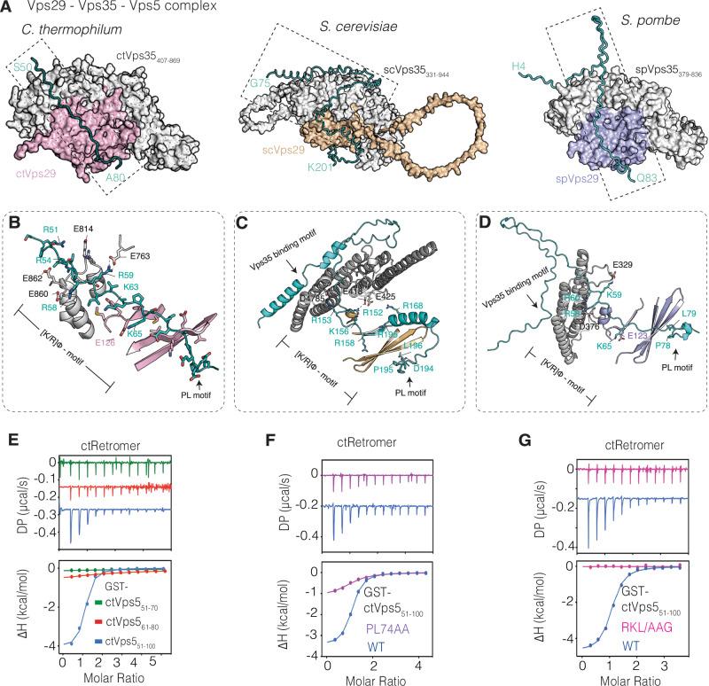 https://cdn.ncbi.nlm.nih.gov/pmc/blobs/ee8b/12000511/a83cfc3e8838/41467_2025_58846_Fig4_HTML.jpg