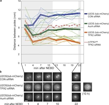https://cdn.ncbi.nlm.nih.gov/pmc/blobs/ee93/2483532/57676049e3ed/jcb1820289f06.jpg
