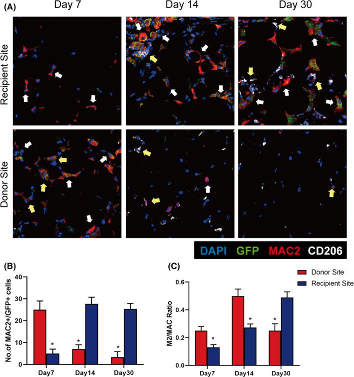 https://cdn.ncbi.nlm.nih.gov/pmc/blobs/ee96/9170812/35c1c734a962/JCMM-26-3235-g001.jpg