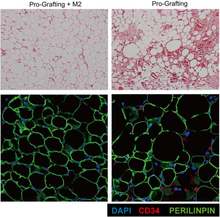 https://cdn.ncbi.nlm.nih.gov/pmc/blobs/ee96/9170812/6f2c998164d4/JCMM-26-3235-g003.jpg