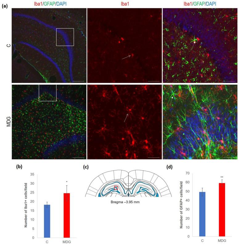 https://cdn.ncbi.nlm.nih.gov/pmc/blobs/ee98/10453870/1cda858e1d94/cells-12-02087-g006.jpg
