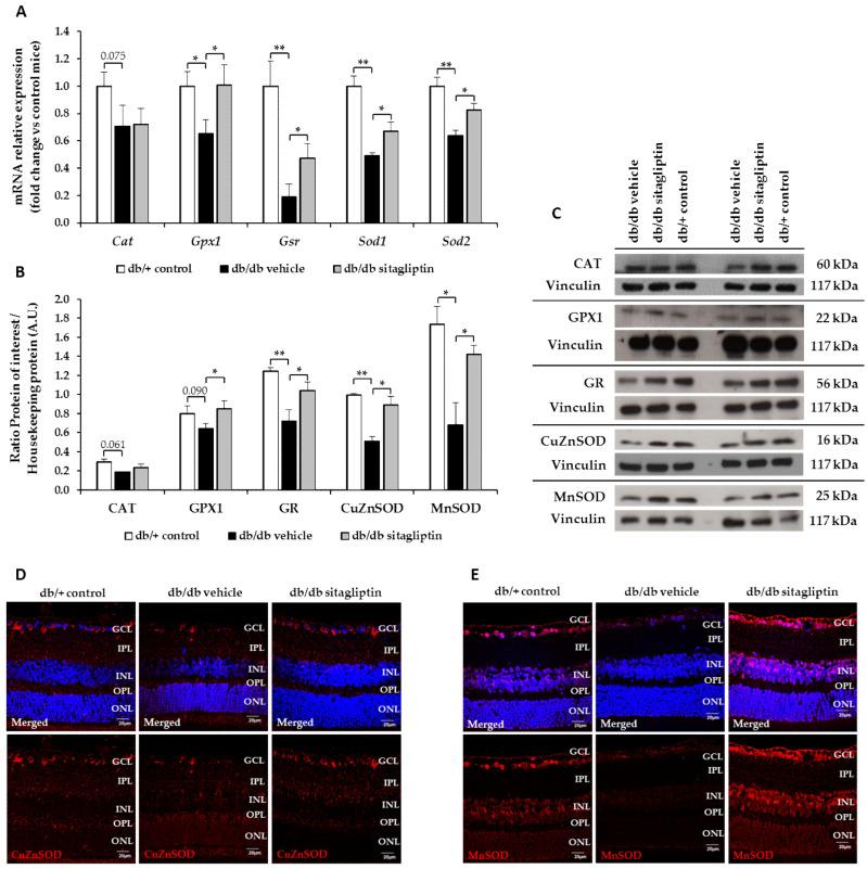 https://cdn.ncbi.nlm.nih.gov/pmc/blobs/ee9e/9312245/ded4902667b2/antioxidants-11-01418-g003.jpg