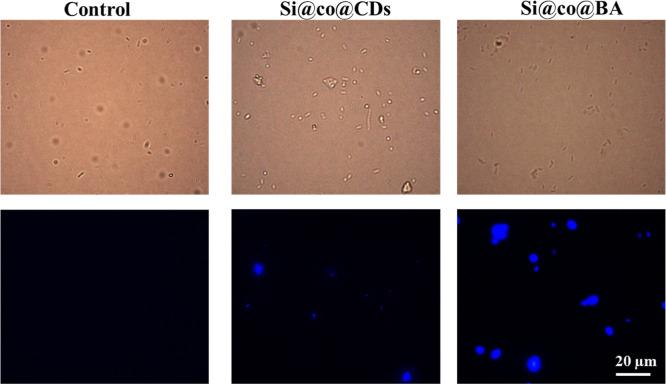https://cdn.ncbi.nlm.nih.gov/pmc/blobs/ee9f/12004185/0d7d03992515/ao5c01507_0008.jpg