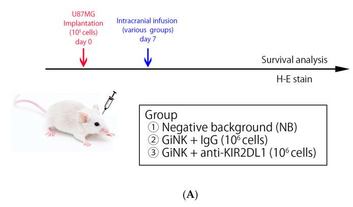https://cdn.ncbi.nlm.nih.gov/pmc/blobs/eea1/10531877/c4db3d11a10d/ijms-24-14183-g004a.jpg