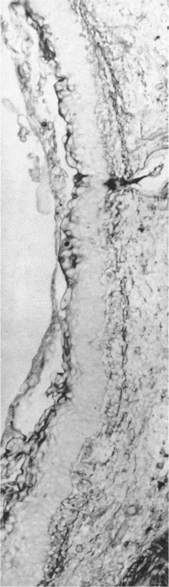 https://cdn.ncbi.nlm.nih.gov/pmc/blobs/eea1/1568199/5dbd9dca827f/envhper00450-0088-a.jpg