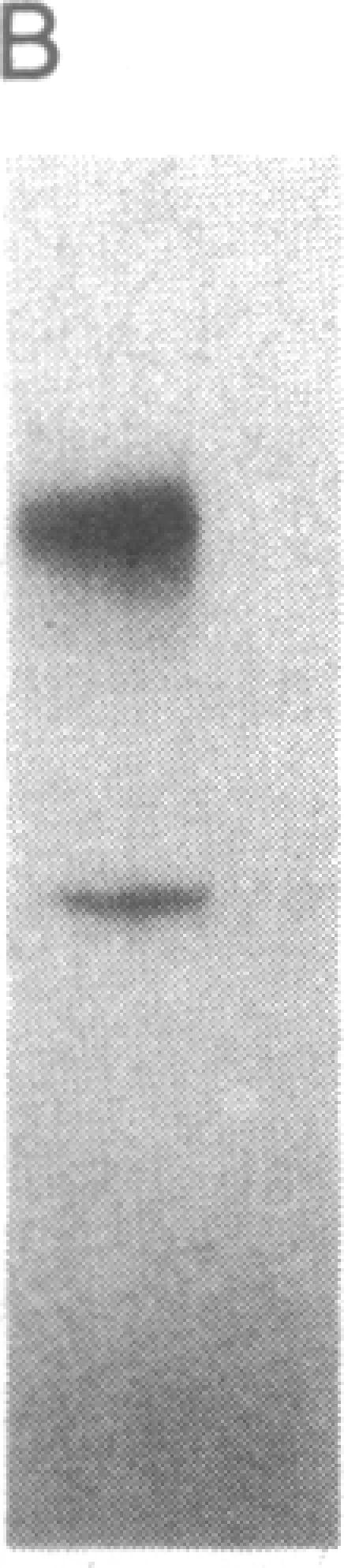https://cdn.ncbi.nlm.nih.gov/pmc/blobs/eea3/390609/672ed16ba87c/pnas00357-0084-c.jpg