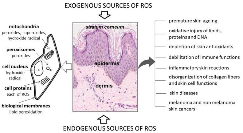 https://cdn.ncbi.nlm.nih.gov/pmc/blobs/eea4/8776015/0989283d62ec/ijms-23-00585-g001.jpg