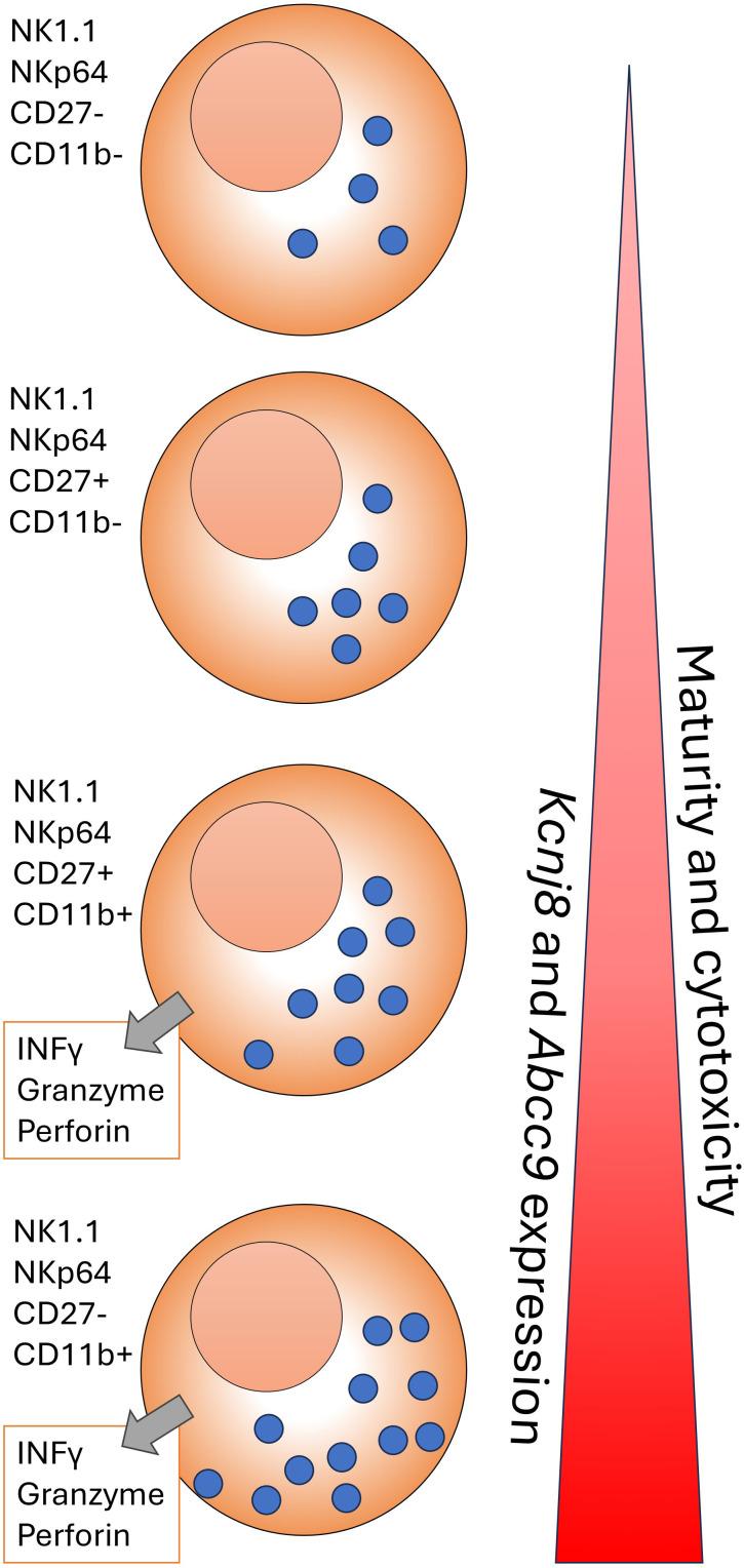 https://cdn.ncbi.nlm.nih.gov/pmc/blobs/eea5/11634800/f30c1d74bd2a/fimmu-15-1484971-g004.jpg