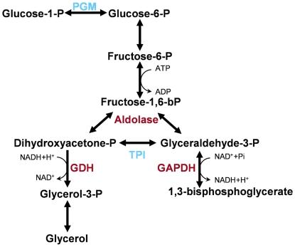 https://cdn.ncbi.nlm.nih.gov/pmc/blobs/eea8/2712079/ea49b6e73957/pone.0006394.g004.jpg