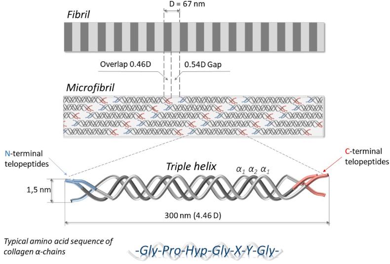 https://cdn.ncbi.nlm.nih.gov/pmc/blobs/eea8/9218154/392a324e4349/gr3.jpg