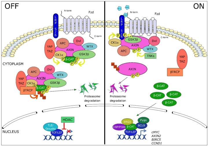 https://cdn.ncbi.nlm.nih.gov/pmc/blobs/eea9/6696068/adf76a8cde95/ijms-20-03751-g001.jpg