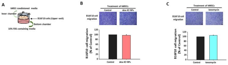 https://cdn.ncbi.nlm.nih.gov/pmc/blobs/eead/7915477/c64c2dc576b0/ijms-22-01738-g002.jpg