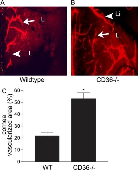 https://cdn.ncbi.nlm.nih.gov/pmc/blobs/eeae/3092349/722724455ad5/JEM_20092277_RGB_Fig4.jpg