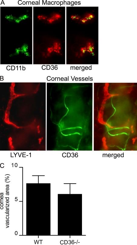 https://cdn.ncbi.nlm.nih.gov/pmc/blobs/eeae/3092349/9c693a536d69/JEM_20092277_RGB_Fig5.jpg