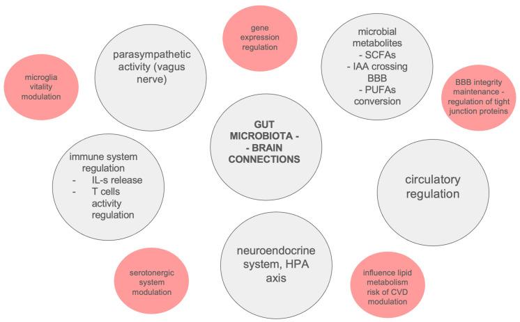 https://cdn.ncbi.nlm.nih.gov/pmc/blobs/eeb0/12071724/a603095f19df/ijms-26-03928-g002.jpg
