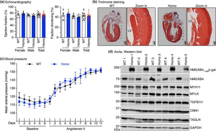 https://cdn.ncbi.nlm.nih.gov/pmc/blobs/eeb4/11033291/453e2668df98/PHY2-12-e16014-g003.jpg