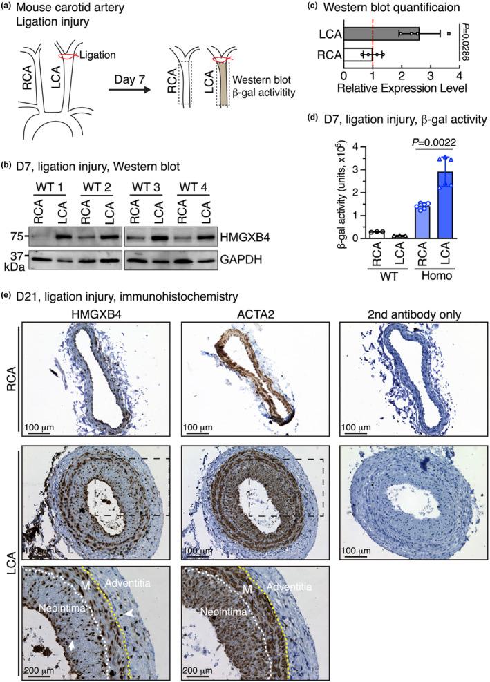 https://cdn.ncbi.nlm.nih.gov/pmc/blobs/eeb4/11033291/cb5c2c4075aa/PHY2-12-e16014-g002.jpg