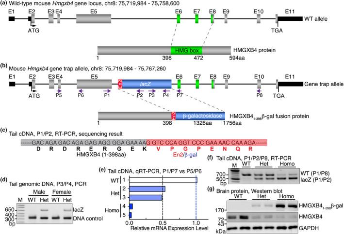 https://cdn.ncbi.nlm.nih.gov/pmc/blobs/eeb4/11033291/d7741b0ffc29/PHY2-12-e16014-g001.jpg