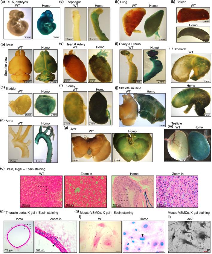 https://cdn.ncbi.nlm.nih.gov/pmc/blobs/eeb4/11033291/f92208779ac6/PHY2-12-e16014-g004.jpg