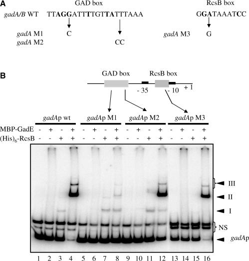 https://cdn.ncbi.nlm.nih.gov/pmc/blobs/eeb8/2887963/4dc29d861fcb/gkq097f5.jpg