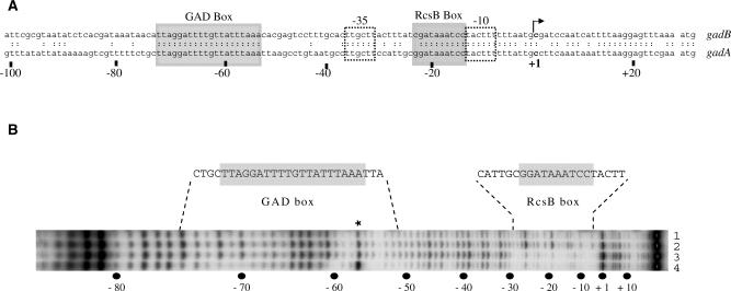 https://cdn.ncbi.nlm.nih.gov/pmc/blobs/eeb8/2887963/9dc322cf3b1a/gkq097f2.jpg