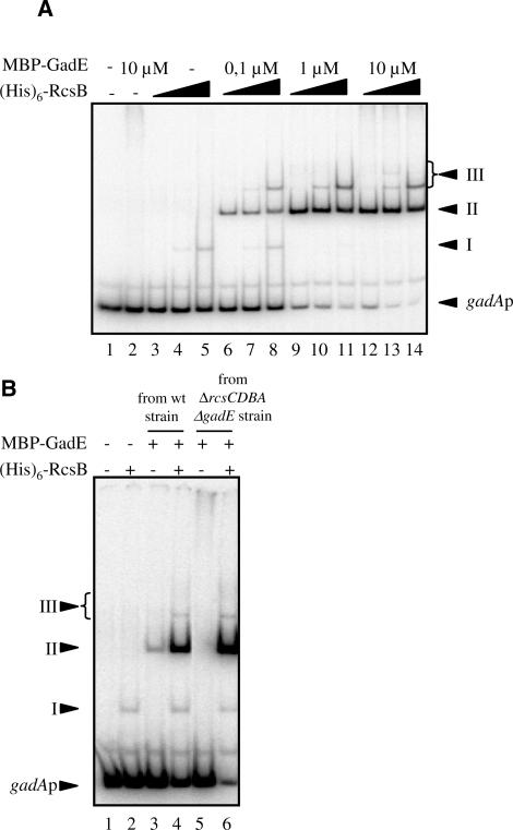 https://cdn.ncbi.nlm.nih.gov/pmc/blobs/eeb8/2887963/b7ea11b4355c/gkq097f3.jpg