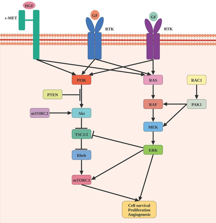 https://cdn.ncbi.nlm.nih.gov/pmc/blobs/eeba/8599821/4aeaa3a2936f/fonc-11-775100-g001.jpg