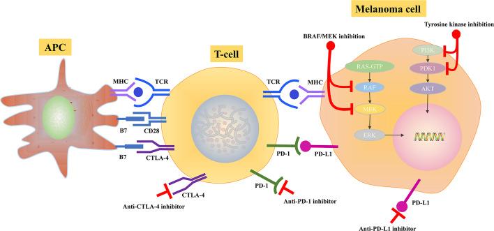 https://cdn.ncbi.nlm.nih.gov/pmc/blobs/eeba/8599821/f79937b0c3a7/fonc-11-775100-g003.jpg