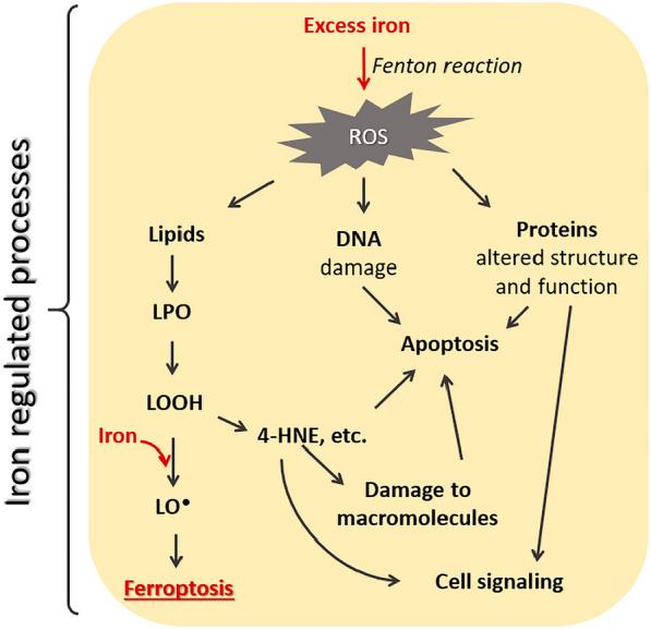 https://cdn.ncbi.nlm.nih.gov/pmc/blobs/eec0/11003188/34c208ab29c7/40001_2024_1822_Fig1_HTML.jpg