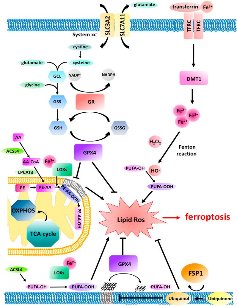 https://cdn.ncbi.nlm.nih.gov/pmc/blobs/eec0/11003188/e51434956b23/40001_2024_1822_Fig2_HTML.jpg