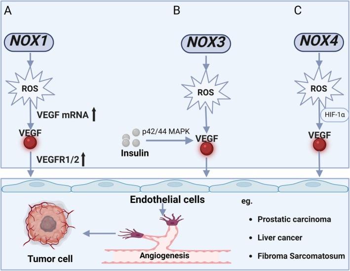 https://cdn.ncbi.nlm.nih.gov/pmc/blobs/eec1/12017260/0e6297b8861c/FSB2-39-e70565-g003.jpg