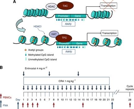 https://cdn.ncbi.nlm.nih.gov/pmc/blobs/eec1/3251867/ea100735b797/bjc2011527f1.jpg