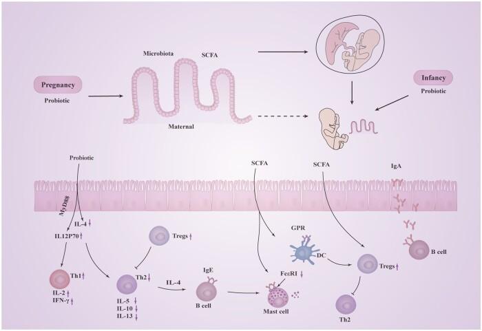 https://cdn.ncbi.nlm.nih.gov/pmc/blobs/eec5/11723154/b37c1fe69db7/nuae024f5.jpg