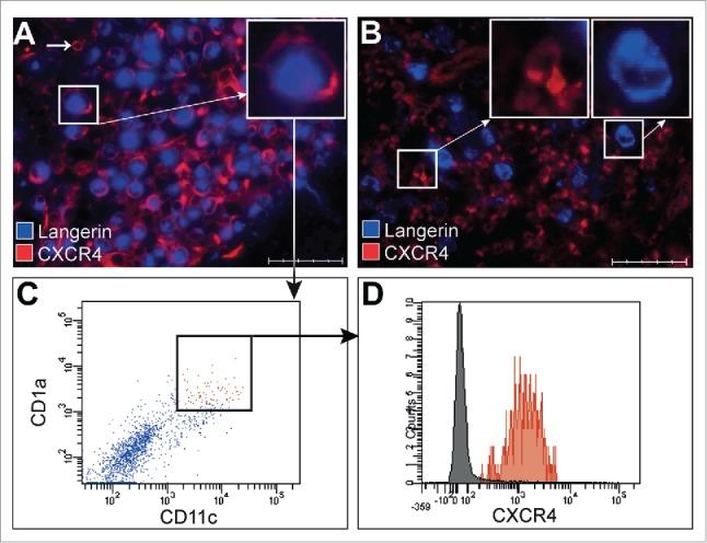 https://cdn.ncbi.nlm.nih.gov/pmc/blobs/eec5/5323006/95a96afe8d1a/koni-05-03-1084463-g001.jpg