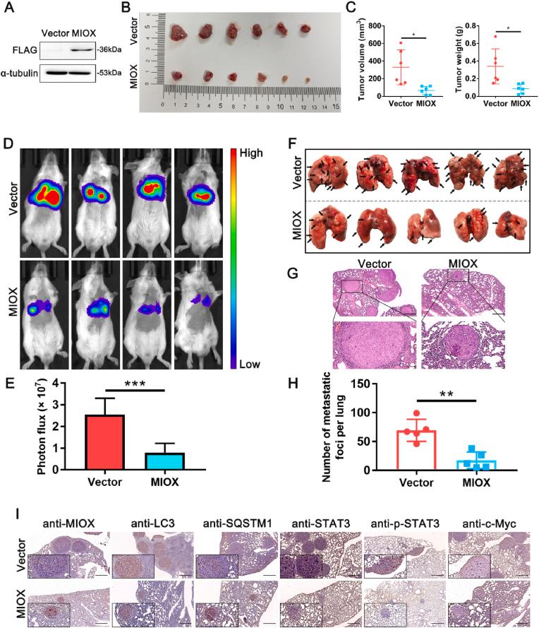 https://cdn.ncbi.nlm.nih.gov/pmc/blobs/eec8/10692917/f51d79274ef8/gr6.jpg
