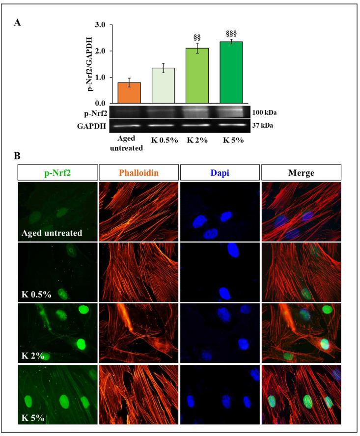 https://cdn.ncbi.nlm.nih.gov/pmc/blobs/eec8/11428729/6f76b1cc4a4f/biomedicines-12-02030-g004.jpg
