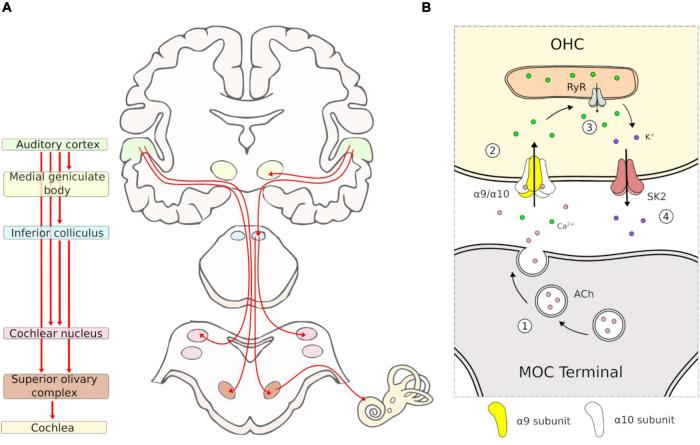 https://cdn.ncbi.nlm.nih.gov/pmc/blobs/eec8/9094045/d086de3baf14/fnins-16-866161-g001.jpg