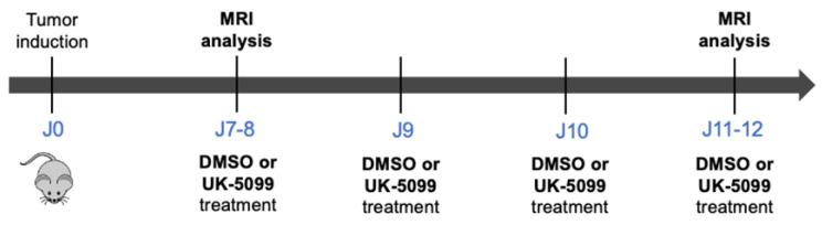 https://cdn.ncbi.nlm.nih.gov/pmc/blobs/eecc/8428345/4d8c287fc68f/cancers-13-04278-g003.jpg