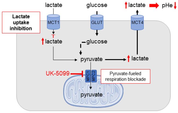 https://cdn.ncbi.nlm.nih.gov/pmc/blobs/eecc/8428345/ee5a0fe5b158/cancers-13-04278-g001.jpg