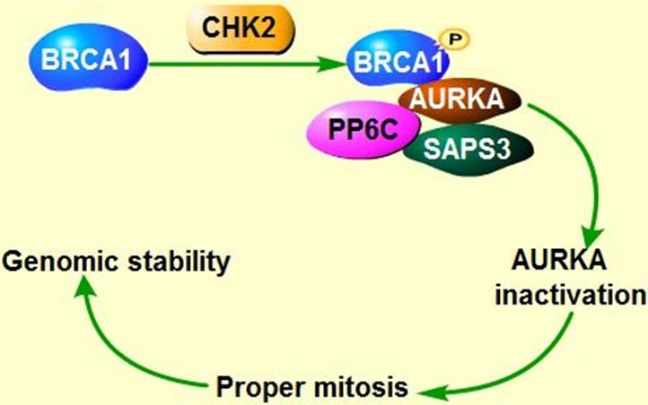 https://cdn.ncbi.nlm.nih.gov/pmc/blobs/eecd/5410356/2606a11396e9/oncotarget-08-23937-g003a.jpg