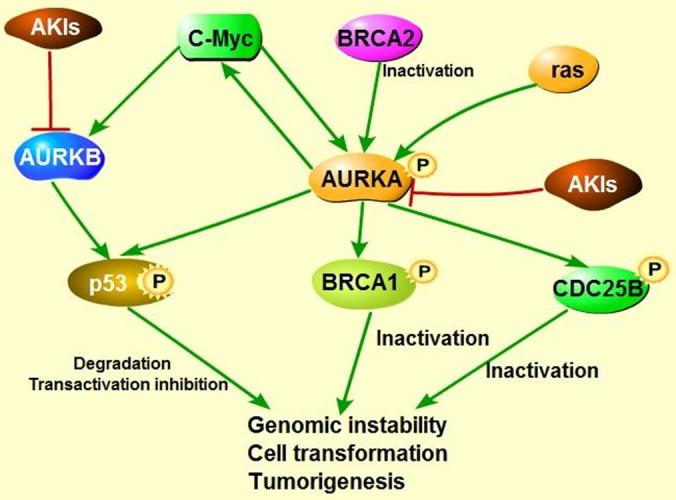 https://cdn.ncbi.nlm.nih.gov/pmc/blobs/eecd/5410356/45d09dcd2dd0/oncotarget-08-23937-g005.jpg