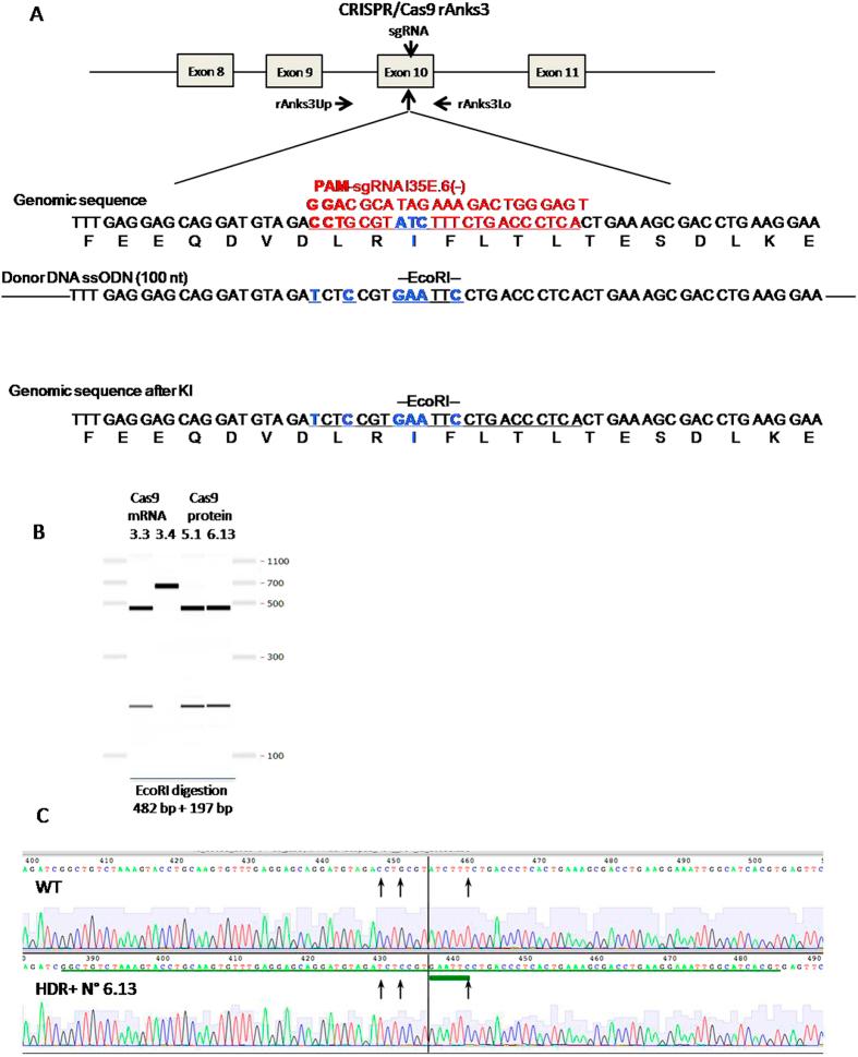 https://cdn.ncbi.nlm.nih.gov/pmc/blobs/eecf/4595769/7faa95541b61/srep14410-f5.jpg