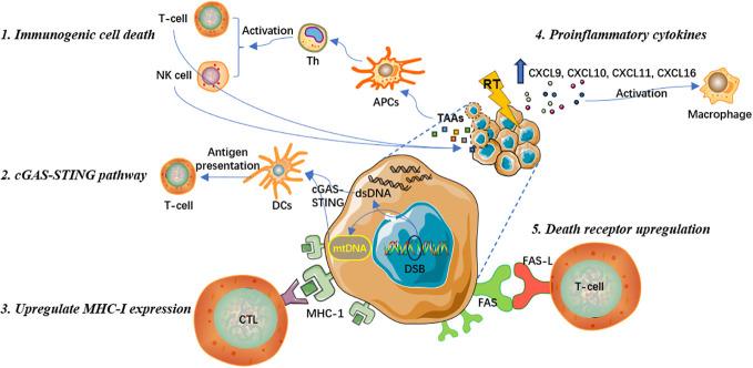 https://cdn.ncbi.nlm.nih.gov/pmc/blobs/eed2/10915027/e573a3dcf64f/fimmu-15-1357101-g001.jpg