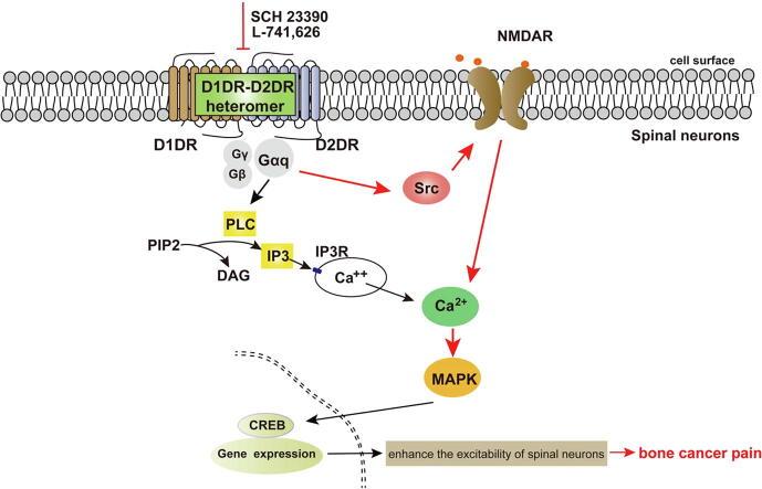 https://cdn.ncbi.nlm.nih.gov/pmc/blobs/eed2/7753228/d4ab7b947582/ga1.jpg